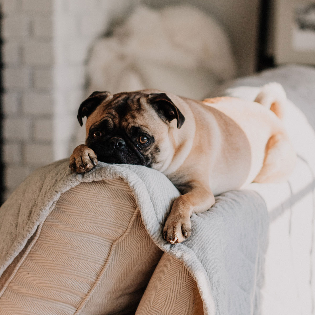 Dog Laying on Couch Dog Laying on Couch