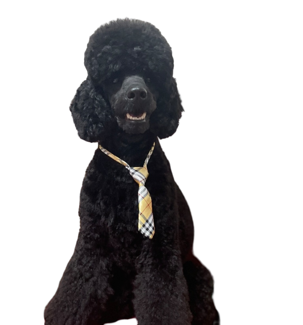 Screenshot_20221223_105625